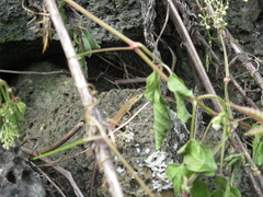 Takydromus wolteri