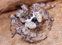 Platycryptus undatus