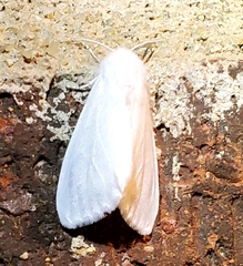 Spilosoma congrua