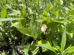 Cypripedium candidum