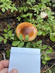 Cortinarius collinitus