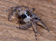 Platycryptus undatus