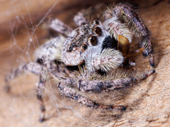 Platycryptus undatus