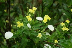 Pseudomussaenda flava