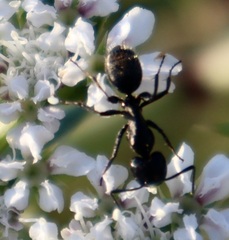 Camponotus vagus