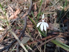 Caladenia catenata