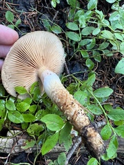 Cortinarius collinitus