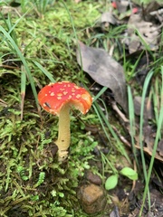 Amanita