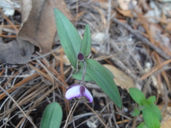 Tradescantia