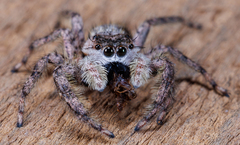 Platycryptus undatus