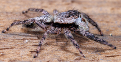 Platycryptus undatus