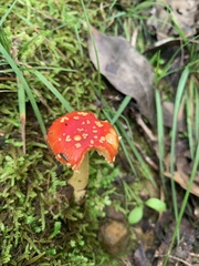 Amanita