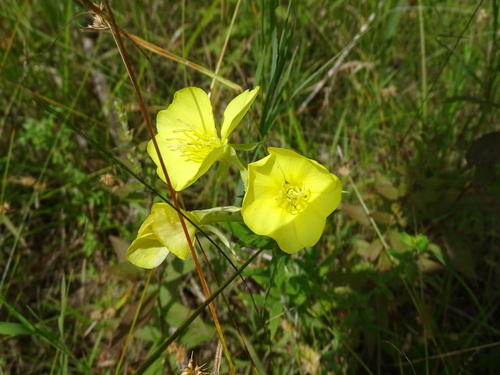 Image of Oenothera oakesiana by no rights reserved
