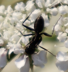 Camponotus vagus