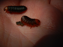 Monocesta coryli