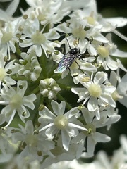 Dilophus
