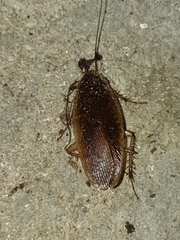 Blattodea
