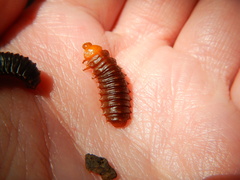 Monocesta coryli