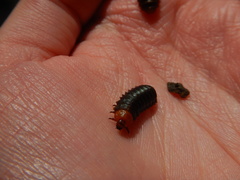 Monocesta coryli