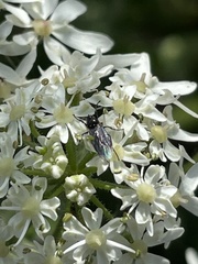 Dilophus