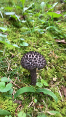 Strobilomyces strobilaceus