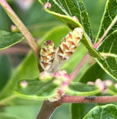 Rhus aromatica