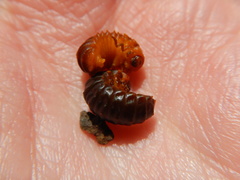 Monocesta coryli
