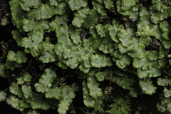 Marchantia