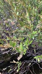 Chamaedaphne calyculata