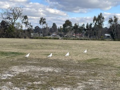 Cacatua sanguinea