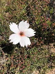 Monsonia speciosa