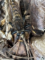 Promachus rufipes