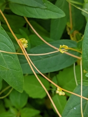 Cuscuta