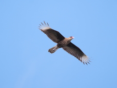 Caracara plancus