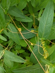 Cuscuta