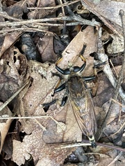 Promachus rufipes