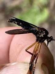 Diogmites platypterus