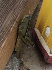 Schistocerca lineata