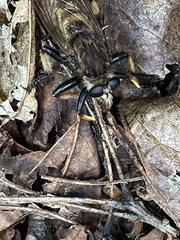 Promachus rufipes