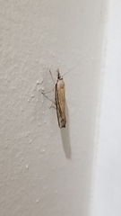 Fissicrambus mutabilis