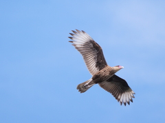 Caracara plancus