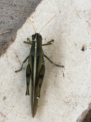 Schistocerca lineata