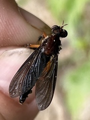 Diogmites platypterus