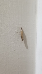 Fissicrambus mutabilis