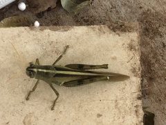 Schistocerca lineata