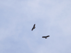 Rostrhamus sociabilis