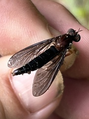 Diogmites platypterus