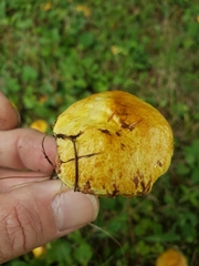 Suillus americanus