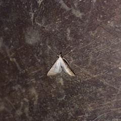 Blepharomastix colubralis