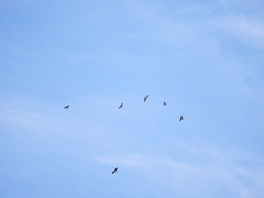 Rostrhamus sociabilis